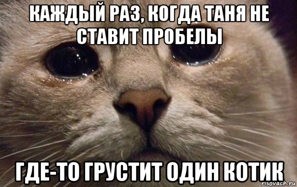 каждый раз, когда таня не ставит пробелы где-то грустит один котик, Мем   В мире грустит один котик