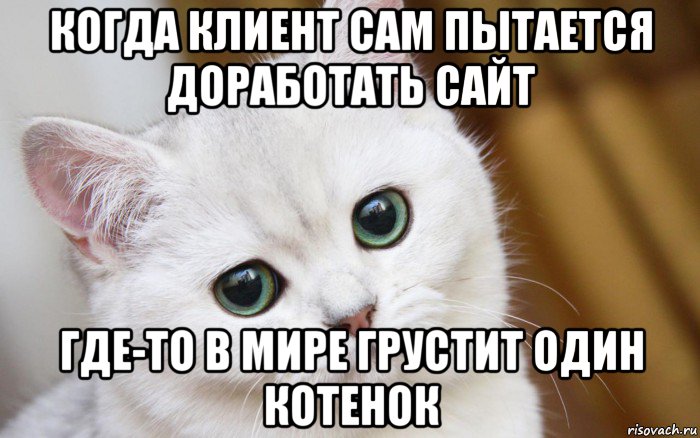 когда клиент сам пытается доработать сайт где-то в мире грустит один котенок, Мем  В мире грустит один котик