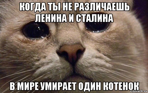 когда ты не различаешь ленина и сталина в мире умирает один котенок, Мем   В мире грустит один котик