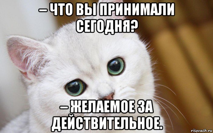 – что вы принимали сегодня? – желаемое за действительное., Мем  В мире грустит один котик