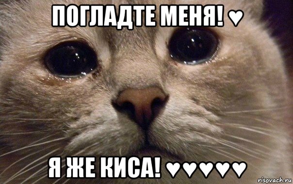 погладте меня! ♥ я же киса! ♥♥♥♥♥, Мем   В мире грустит один котик