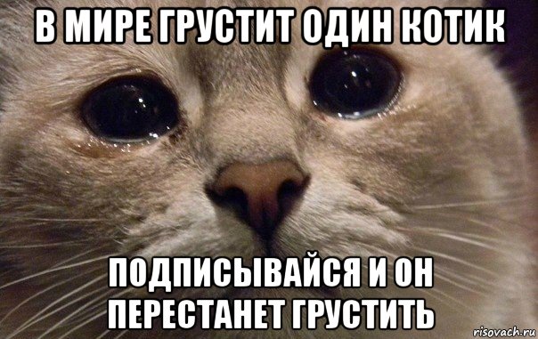 в мире грустит один котик подписывайся и он перестанет грустить, Мем   В мире грустит один котик