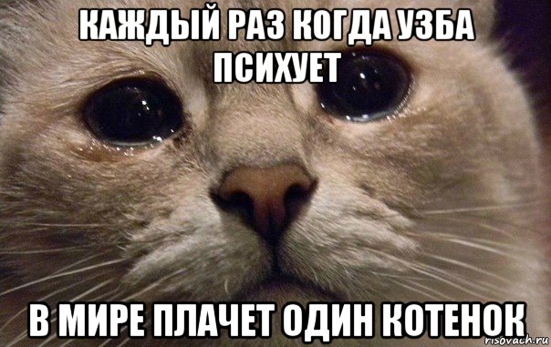 каждый раз когда узба психует в мире плачет один котенок, Мем   В мире грустит один котик