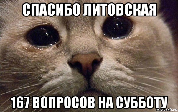 спасибо литовская 167 вопросов на субботу, Мем   В мире грустит один котик