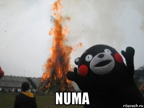  numa