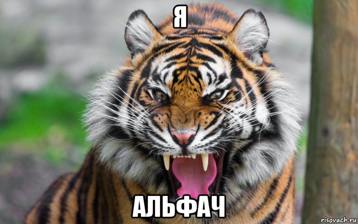 я альфач