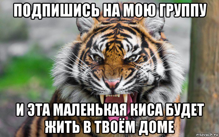 подпишись на мою группу и эта маленькая киса будет жить в твоём доме, Мем ДЕРЗКИЙ ТИГР