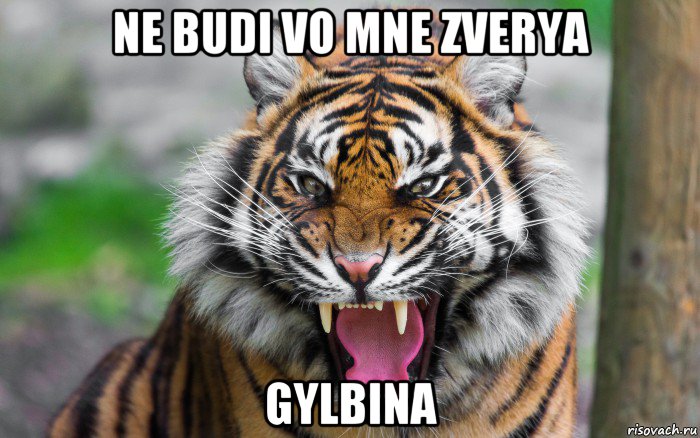 ne budi vo mne zverya gylbina, Мем ДЕРЗКИЙ ТИГР