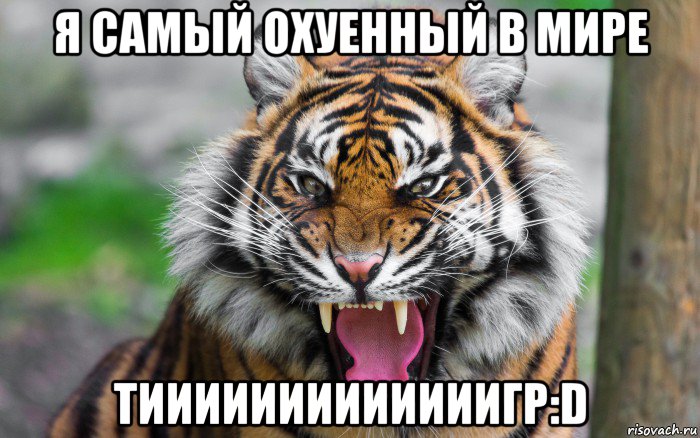 я самый охуенный в мире тииииииииииииигр:d, Мем ДЕРЗКИЙ ТИГР