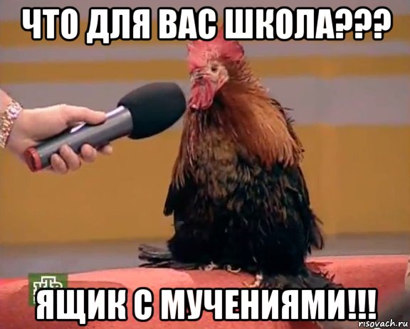 что для вас школа??? ящик с мучениями!!!