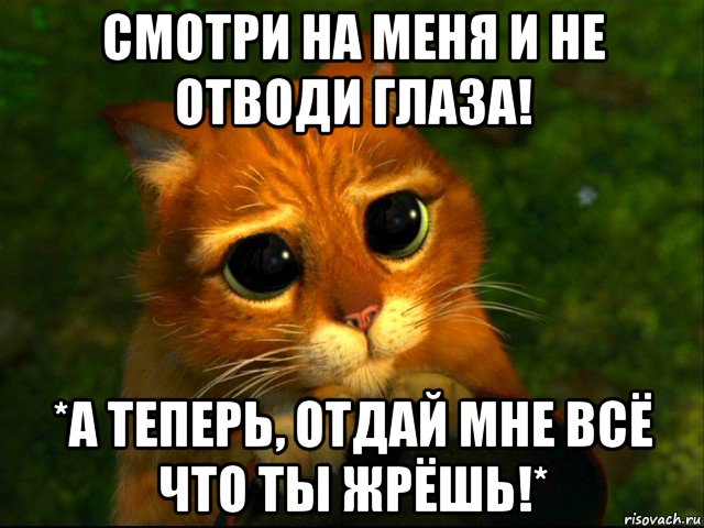 смотри на меня и не отводи глаза! *а теперь, отдай мне всё что ты жрёшь!*