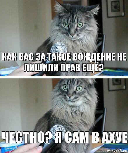 Как вас за такое вождение не лишили прав ещё? Честно? Я сам в ахуе, Комикс  кот с микрофоном