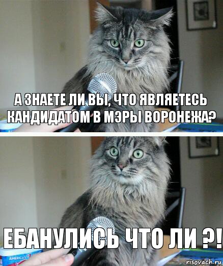 а знаете ли вы, что являетесь кандидатом в мэры воронежа? ебанулись что ли ?!, Комикс  кот с микрофоном