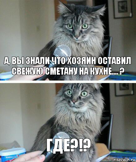 А, вы знали что хозяин оставил свежую сметану на кухне.... ? Где?!?, Комикс  кот с микрофоном