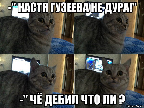 -" настя гузеева не дура!" -" чё дебил что ли ?, Мем  Кот в шоке