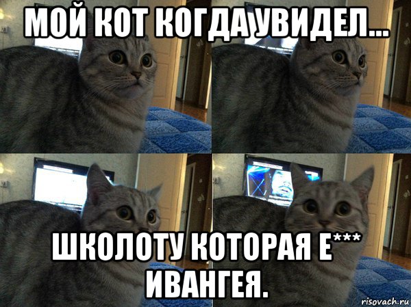 мой кот когда увидел... школоту которая е*** ивангея.