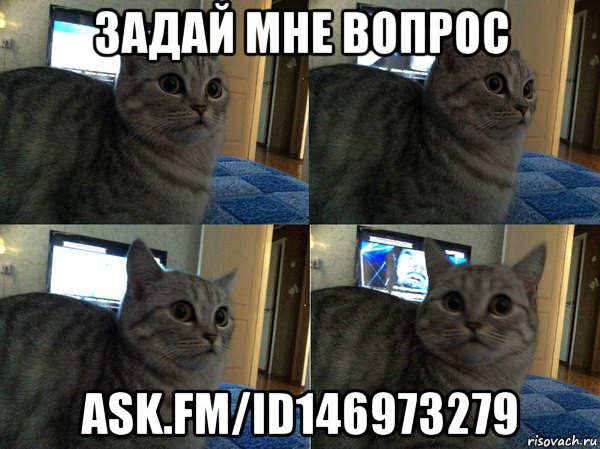 задай мне вопрос ask.fm/id146973279, Мем  Кот в шоке