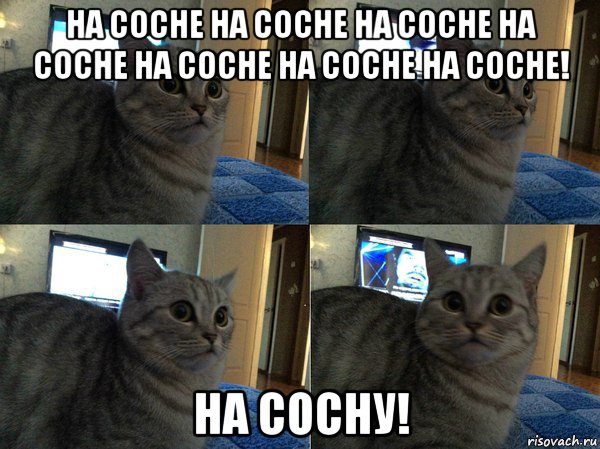 на сосне на сосне на сосне на сосне на сосне на сосне на сосне! на сосну!, Мем  Кот в шоке