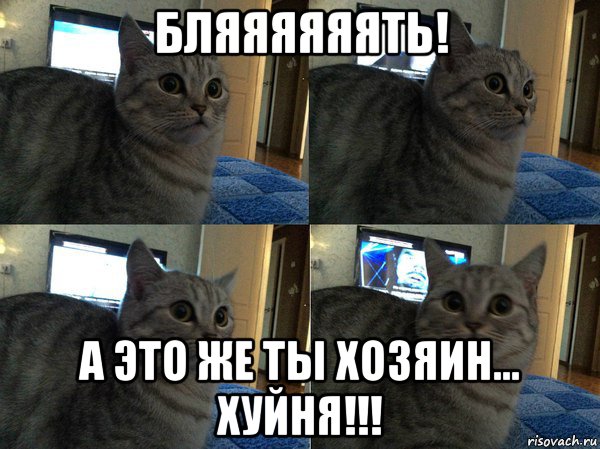 бляяяяяять! а это же ты хозяин... хуйня!!!, Мем  Кот в шоке