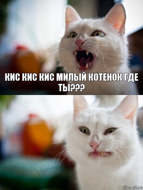  КИС КИС КИС МИЛЫЙ КОТЕНОК ГДЕ ТЫ???