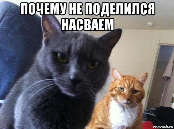 почему не поделился насваем , Мем  Два котэ