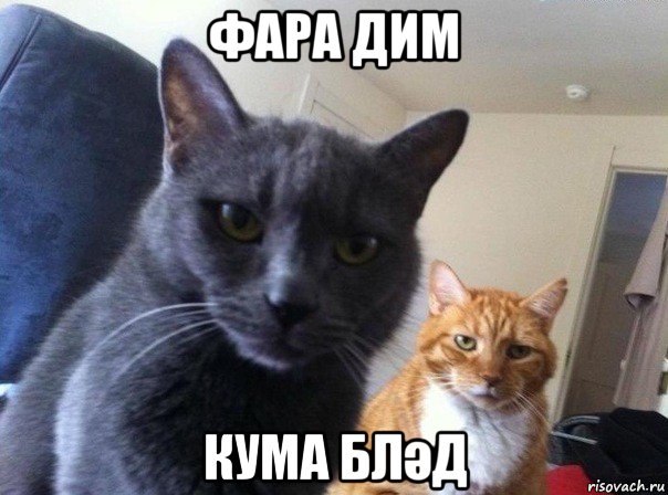 фара дим кума бләд, Мем  Два котэ