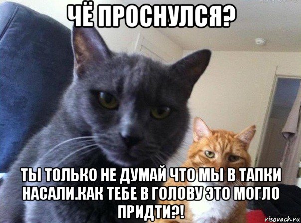 чё проснулся? ты только не думай что мы в тапки насали.как тебе в голову это могло придти?!, Мем  Два котэ