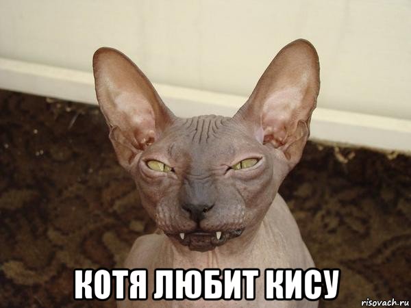  котя любит кису