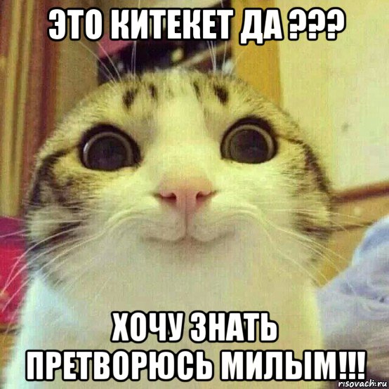 это китекет да ??? хочу знать претворюсь милым!!!, Мем       Котяка-улыбака