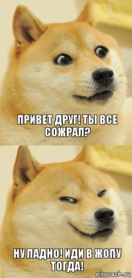 Привет друг! ТЫ ВСЕ СОЖРАЛ? Ну ладно! Иди в жопу тогда!, Комикс   DOGE довольный