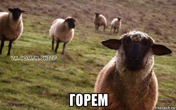  горем, Мем  Наивная Овца