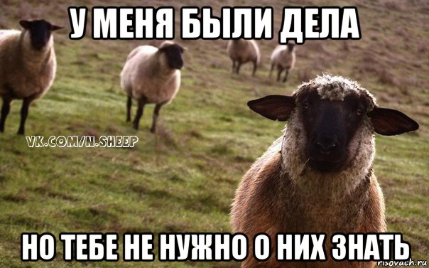 у меня были дела но тебе не нужно о них знать, Мем  Наивная Овца