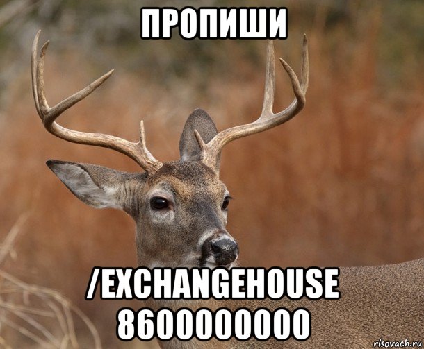 пропиши /exchangehouse 8600000000, Мем  Наивный Олень v2