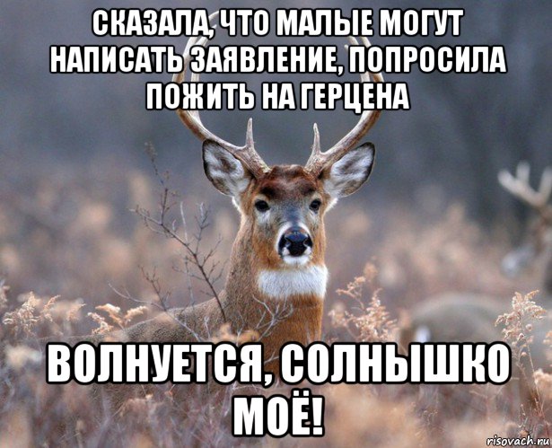 сказала, что малые могут написать заявление, попросила пожить на герцена волнуется, солнышко моё!, Мем   Наивный олень