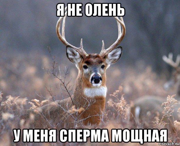 я не олень у меня сперма мощная, Мем   Наивный олень