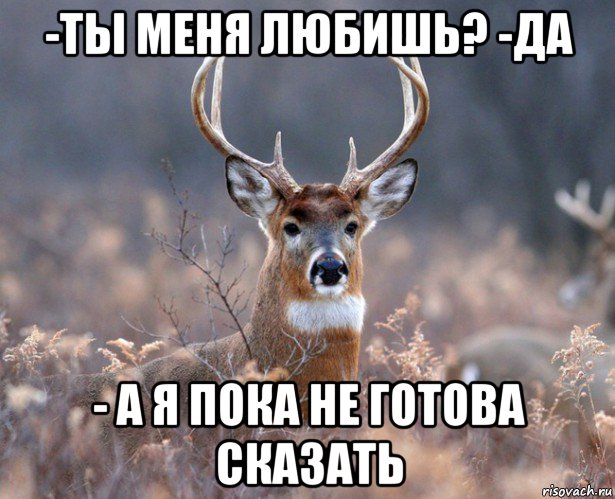 -ты меня любишь? -да - а я пока не готова сказать, Мем   Наивный олень