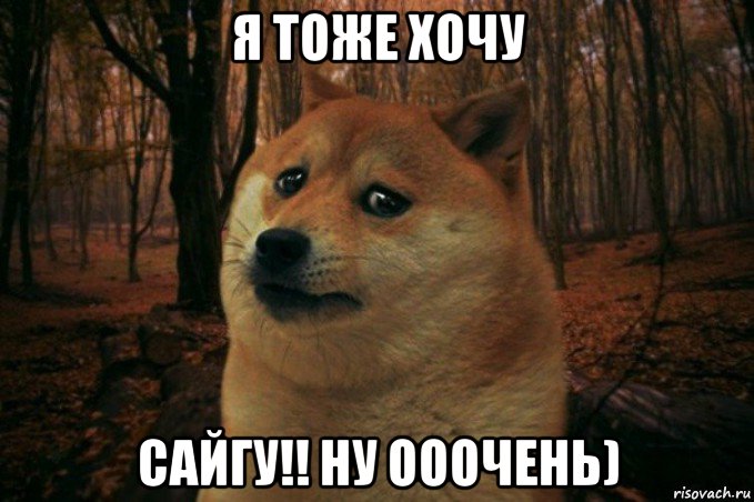 я тоже хочу сайгу!! ну ооочень), Мем SAD DOGE