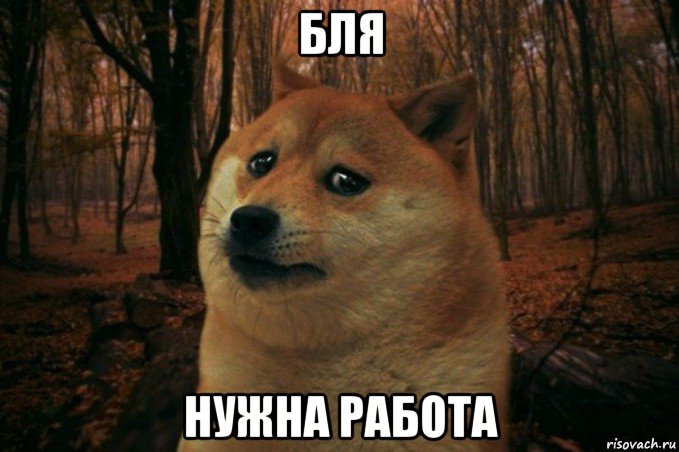 бля нужна работа, Мем SAD DOGE