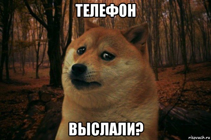 телефон выслали?, Мем SAD DOGE