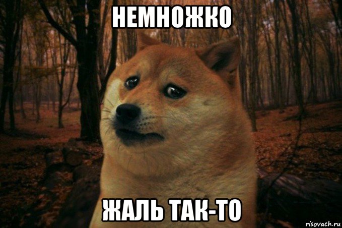 немножко жаль так-то, Мем SAD DOGE