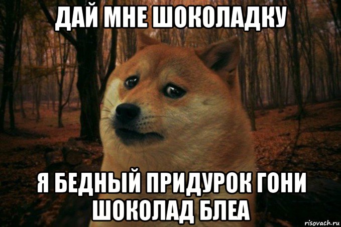 дай мне шоколадку я бедный придурок гони шоколад блеа, Мем SAD DOGE