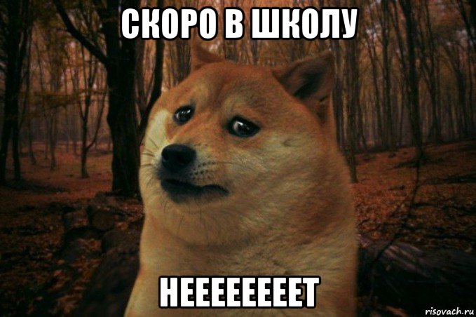 скоро в школу неееееееет, Мем SAD DOGE