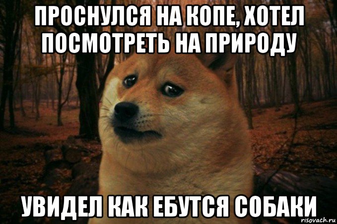 проснулся на копе, хотел посмотреть на природу увидел как ебутся собаки, Мем SAD DOGE