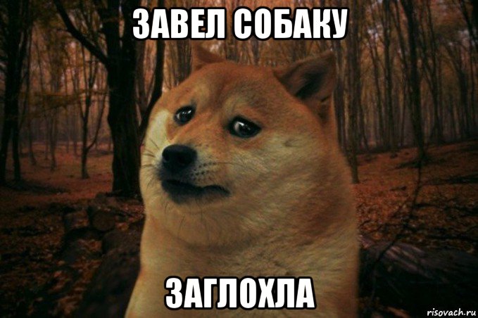 завел собаку заглохла, Мем SAD DOGE