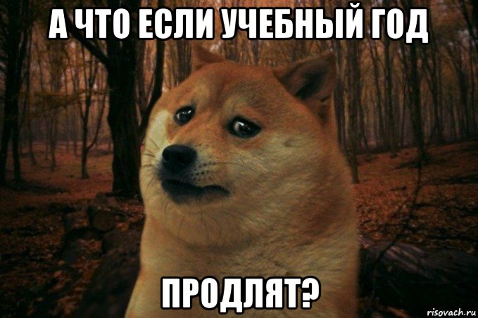 а что если учебный год продлят?, Мем SAD DOGE