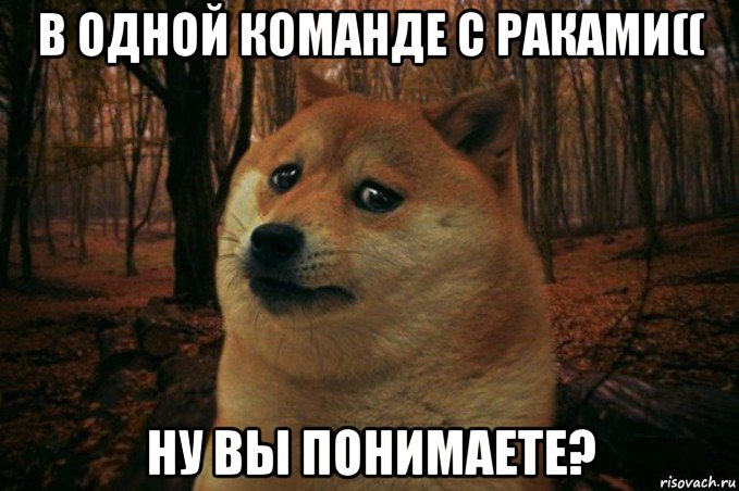 в одной команде с раками(( ну вы понимаете?, Мем SAD DOGE