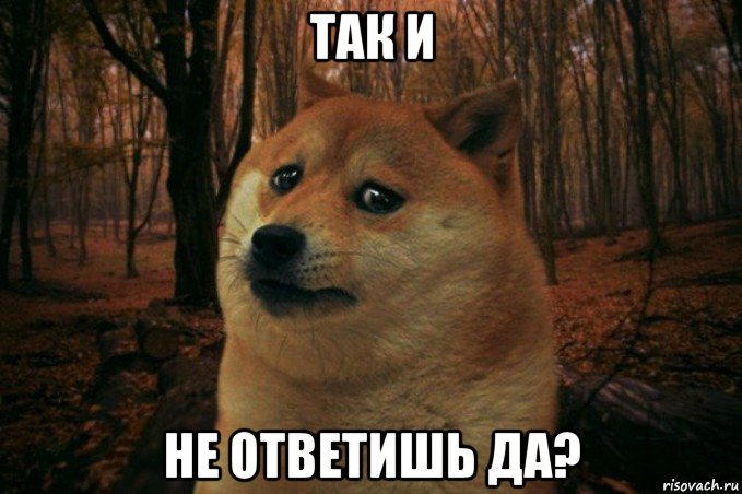 так и не ответишь да?, Мем SAD DOGE