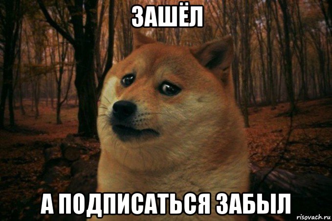 зашёл а подписаться забыл, Мем SAD DOGE