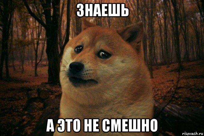 знаешь а это не смешно, Мем SAD DOGE