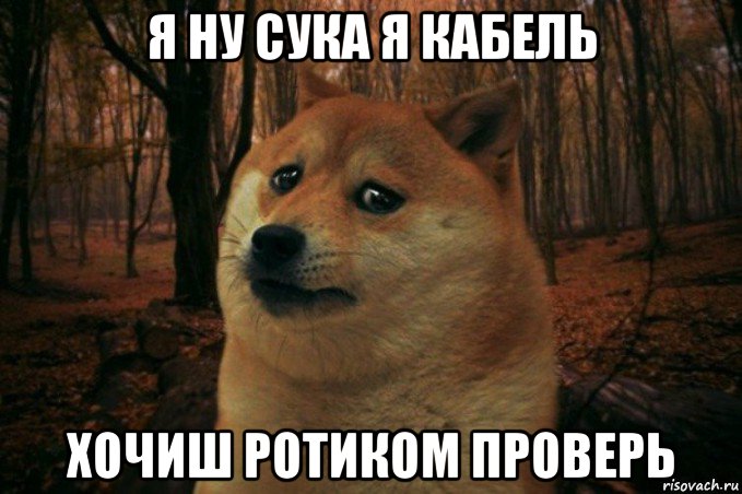 я ну сука я кабель хочиш ротиком проверь, Мем SAD DOGE